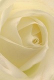 An extreme close-up of a cream-white rose shows its petals spiralling inward in a calm, hypnotic pattern, each layer folding over the next like soft satin. The bloom fills the entire frame, so all you see is the rose itself, from the nearly translucent outer petals to the denser, more velvety heart. Gentle, natural light-like that coming through a New Addington kitchen window on a quiet morning-glides across the surface, creating silky highlights on the high points and faint, milky shadows deep in the centre. The colour shifts subtly from pure ivory at the edges to a warmer cream and the slightest suggestion of pale lemon near the core, giving the flower a sense of warmth and quiet life. You can almost feel the smooth, cool texture under your fingertips, the way each petal bends with a kind of unhurried grace, as if it has taken its time to open. There is no background clutter, only the soft blur of additional petals behind the focal point, which adds depth and draws your mind inward toward the heart of the rose. The mood is reflective and peaceful, ideal for imagining a sympathy bouquet, a thoughtful apology arrangement, or a single stem delivered to a doorstep off Central Parade to say what words cannot. The composition suggests a skilled local florist's hand, someone used to choosing the freshest roses from early deliveries to New Addington, turning a simple white bloom into a tender symbol of remembrance, admiration, or new beginnings.